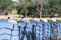 Five Australian white ibises stay on the fence near the lake and trees garden in the background at Sydney Centennial Park.