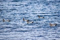 Five Australian wood ducks swimming in Lake Jindabyne