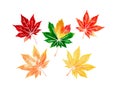 Five autumn colored japanese maple leaves