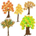Five autumn leafy trees