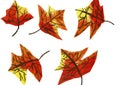 Five Autumn Leaves, Airbrush Technique