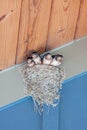 Five Baby Barn Swallow in a Nest