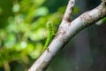 Five-banded gliding lizard sitting on the tree branch in the forest in Mulu national park
