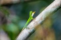 Five-banded gliding lizard sitting on the tree in the forest in Mulu national park