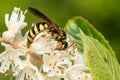 Five-banded Thynnid Wasp - Myzinum quinquecinctum