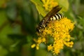 Five-banded Thynnid Wasp - Myzinum quinquecinctum