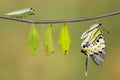five bar swordtail butterfly life cycle (antiphates pom