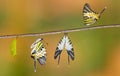 Five bar swordtail butterfly life cycle