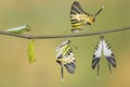 Five bar swordtail butterfly life cycle (antiphates pompilius)