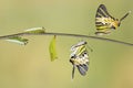 Five bar swordtail butterfly life cycle (antiphates pompilius)