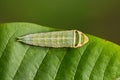 Five-bar Swordtail caterpillar