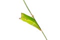 Five-bar Swordtail pupa