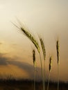 Five barley ears Royalty Free Stock Photo