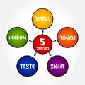 Five basic human senses: touch, sight, hearing, smell and taste, mind map concept for presentations and reports