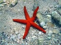 Five beam red sea star Royalty Free Stock Photo