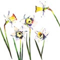 Five beautiful bright white daffodils spring bouquet watercolor