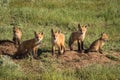 Five Beautiful Fox Kits Near Their Den