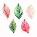 Five beautiful lovely cute wonderful graphic bright floral herbal autumn orange green yellow leaves watercolor