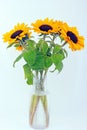 Five beautiful sunflowers in a glass vase against light blue background