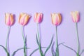 Five beautiful tulips on purple background wallaper Royalty Free Stock Photo