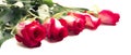 Five beuatiful red roses on white, banner