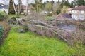 Five big birch trees are downed in garden after strong tornado and wing storm. Disaster for insurance company Royalty Free Stock Photo