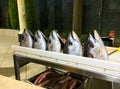 Five big cutted  tuna heads in a row on the table at the outside restauraunt kitchen Royalty Free Stock Photo