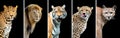 Five big wild cats Royalty Free Stock Photo