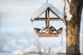 Five birds in the feeder Royalty Free Stock Photo