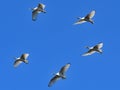 Five birds (Ibises) flying in formation