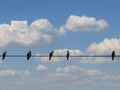 Five birds are sitting on an electric cable