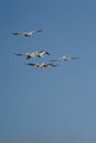 five birds flying across a clear blue sky, with one flying down