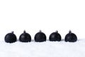 Five Black christmas balls with snow on white background