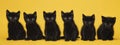 Five black kittens on a yellow background.