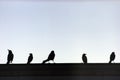 Five BlackBirds take a Break from the Flock