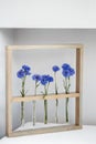 Five blue nice cornflowers in a little vases in a wooden frame over grey