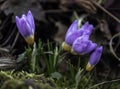 Purple crocuses in early spring Royalty Free Stock Photo