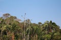 Five Blue and Yellow Macaws and two Scarlet Macaws sitting on the top branches of a bare tree in the Amazon Rainforest