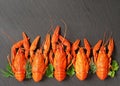 Five boiled crayfish located in a row on a stone black background. Decorated with branches of dill, parsley. Free space for text.