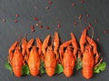 Five boiled crayfish located in a row on a stone black background. Decorated with branches of dill, parsley and red pepper. Free