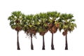 Five borassus flabellifer trees Royalty Free Stock Photo