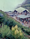 Five Brahmkamal in front of Gurudwara Shri Hemkund Sahib complex Royalty Free Stock Photo