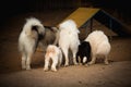 Five breed dogs drinking water in a training area, photographed from behind showing the animal`s back