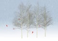 Five bright red cardinal birds gather in winter in the branches of aspen trees