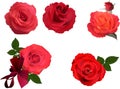 Five bright red rose blooms on white