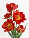 Five bright red terry tulips on a white background 27184