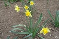 Five bright yellow flowers of daffodils