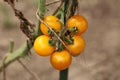 Five bright yellow small cherry tomatoes growing in a bunch in local garden held together by string