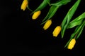 Five bright yellow tulips on a black background. Copy space