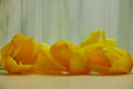 Five bright yellow tulips on a table top with a soft gray textured backdrop